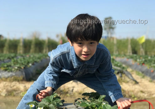 向佐晒女儿正脸照引热议：星二代萌态背后的娱乐产业新趋势